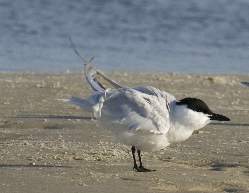 Gull-billed Tern - Geoff Hill