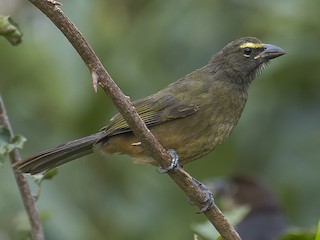 Молодая птица - Vittorio Cattelan - ML350204331
