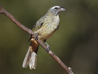Молодая птица - Christopher Lindsey - ML350204401