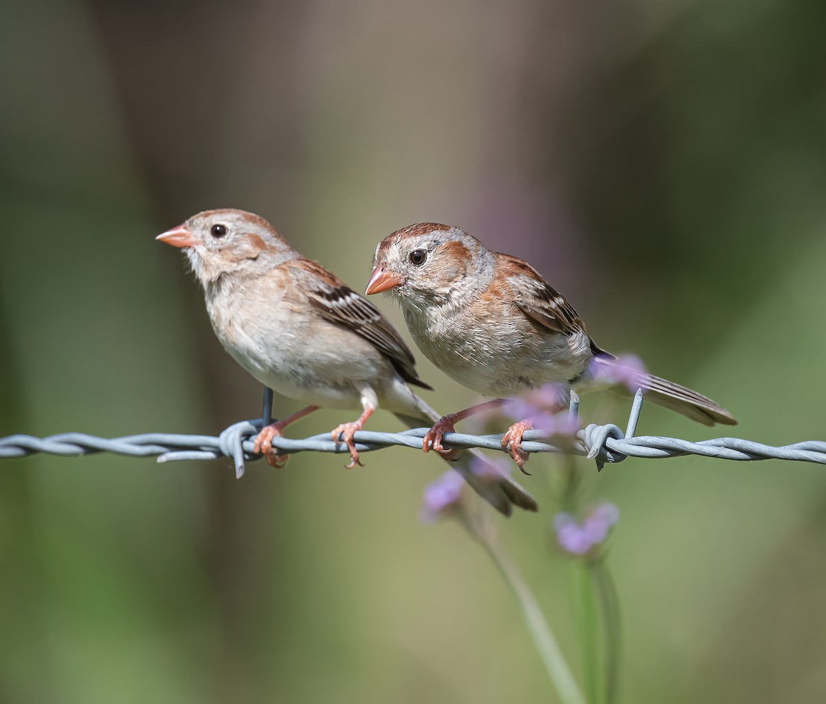 Field Sparrow - Gena Flanigen