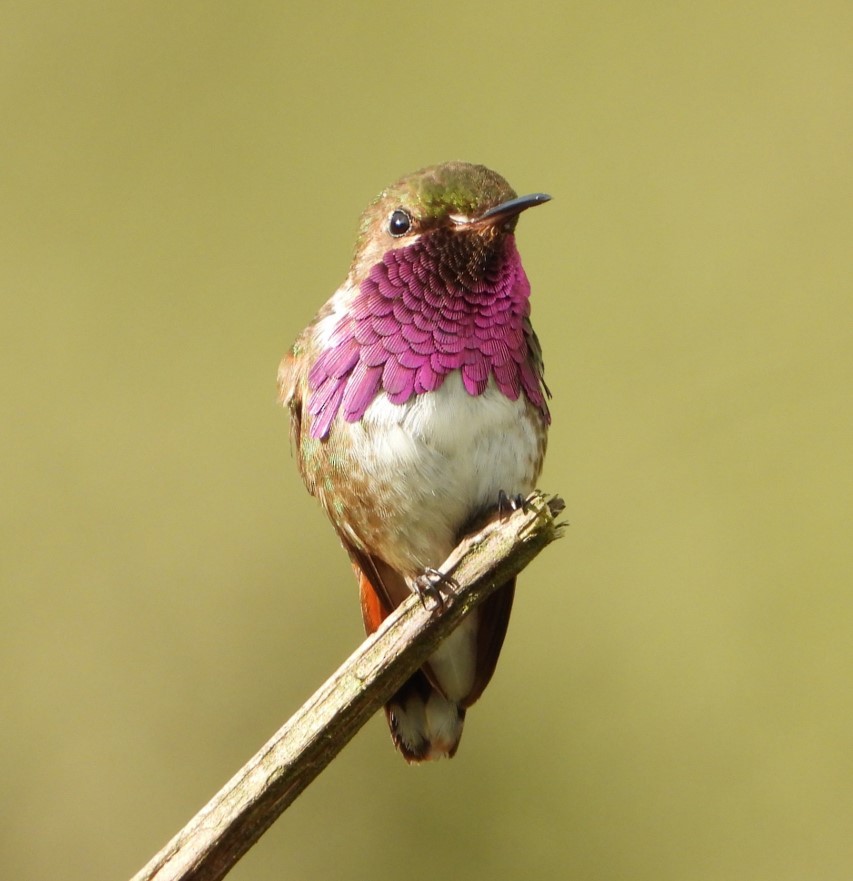 Wine-throated Hummingbird - Henry Fabián