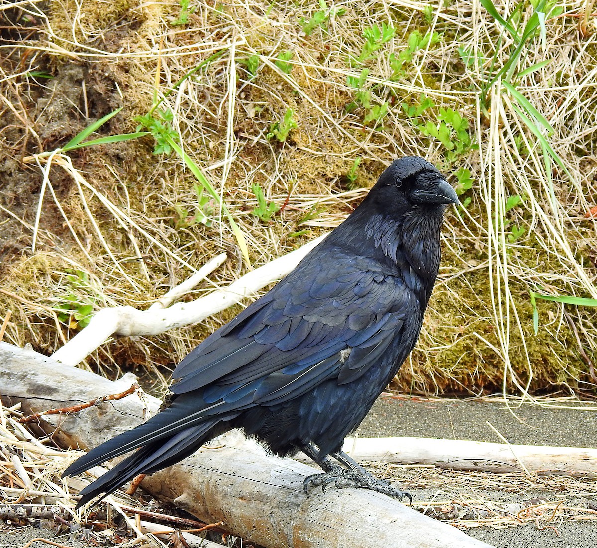 Common Raven - ML350215631