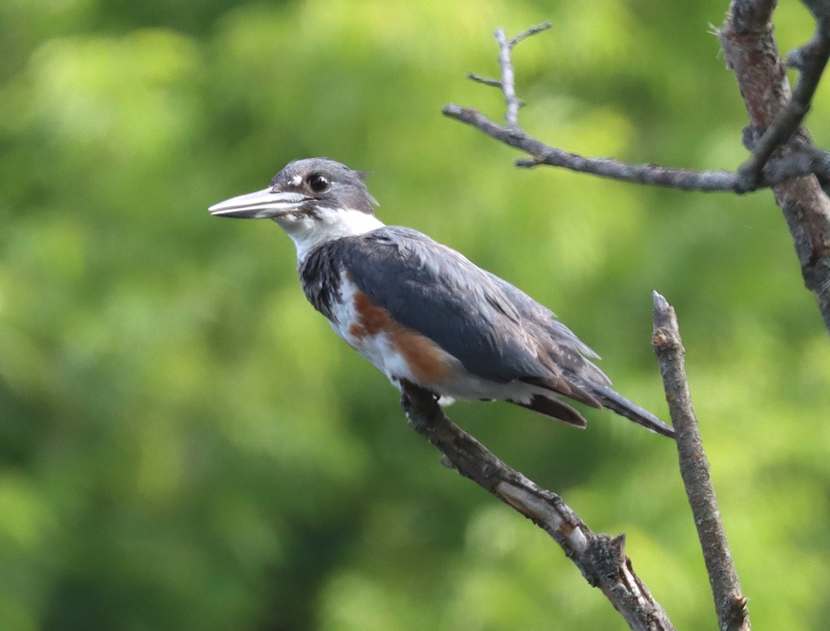 Belted Kingfisher - ML350215641