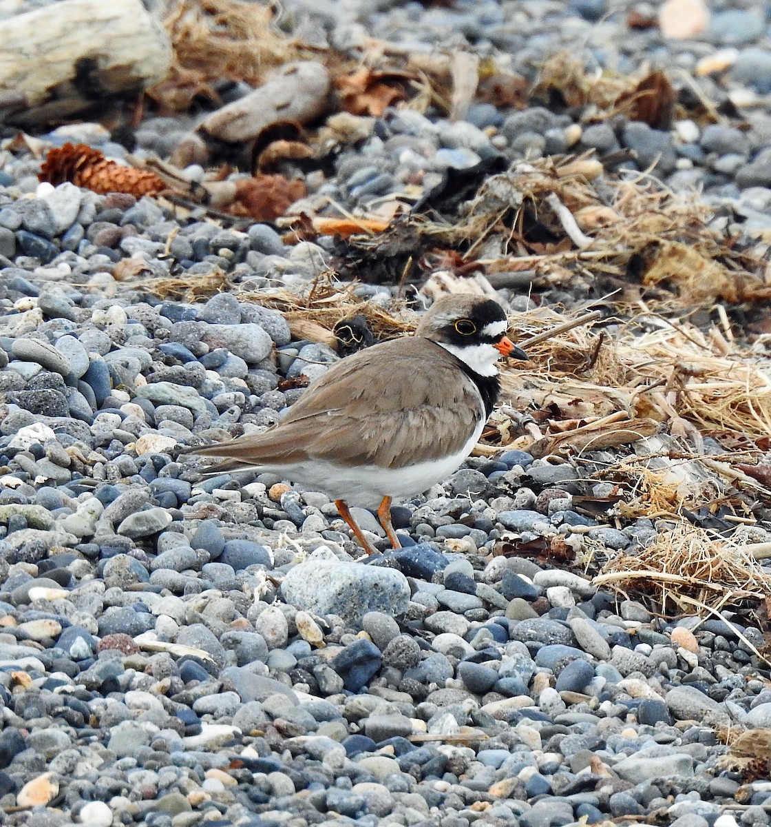 Semipalmated Plover - ML350217091