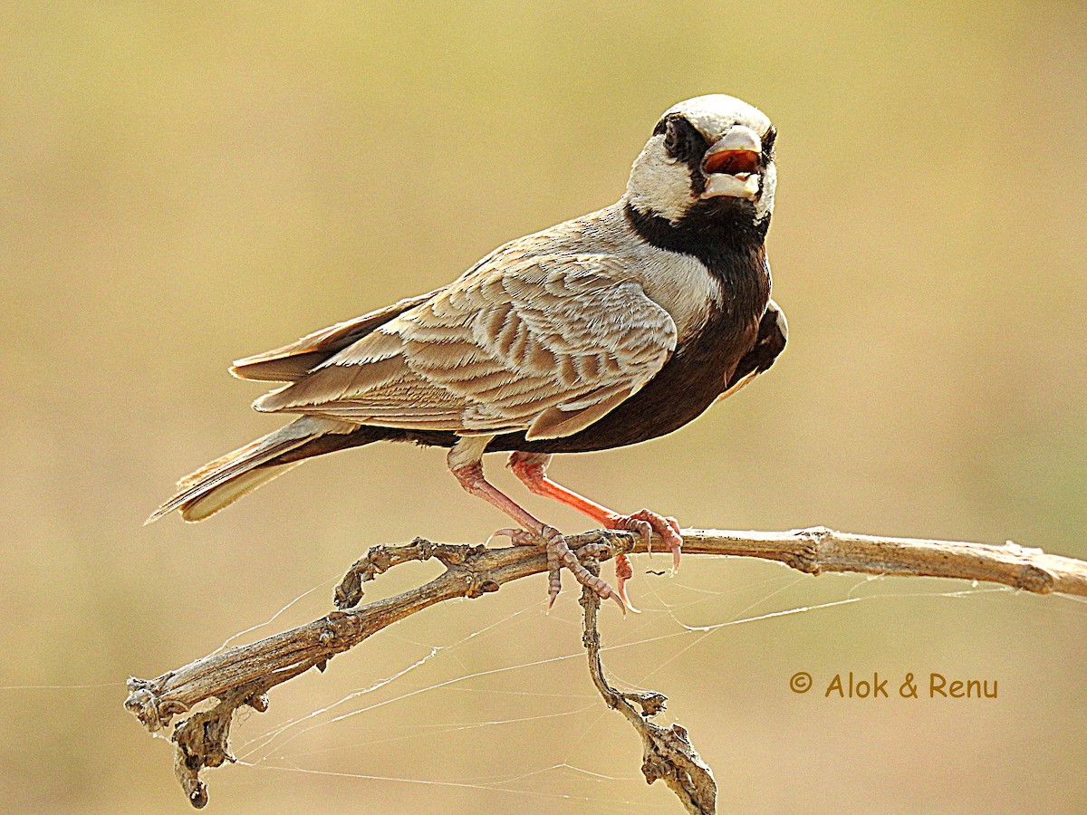 Ashy-crowned Sparrow-Lark - Alok Tewari