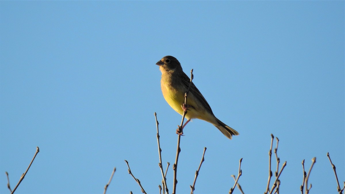 Grassland Yellow-Finch - ML350218081