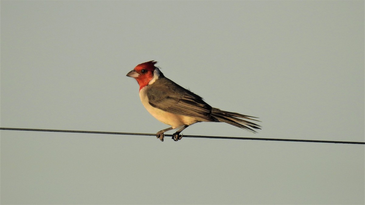 Red-crested Cardinal - ML350218101