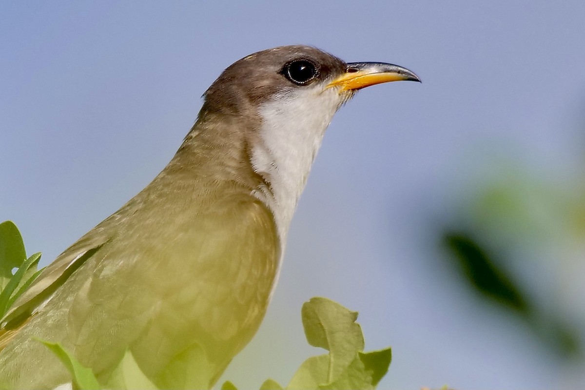 Yellow-billed Cuckoo - ML350218461