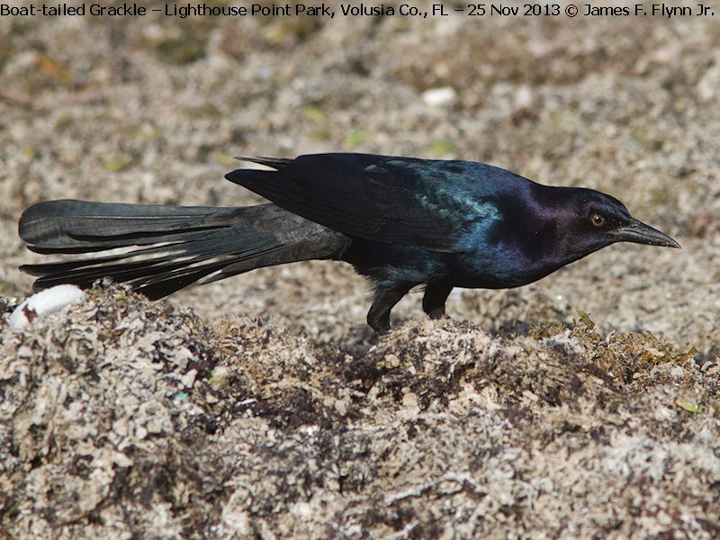 Boat-tailed Grackle - ML35022051