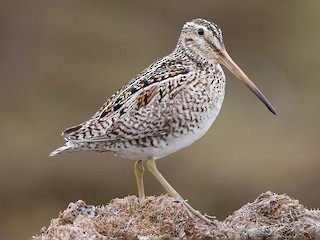  - Magellanic Snipe