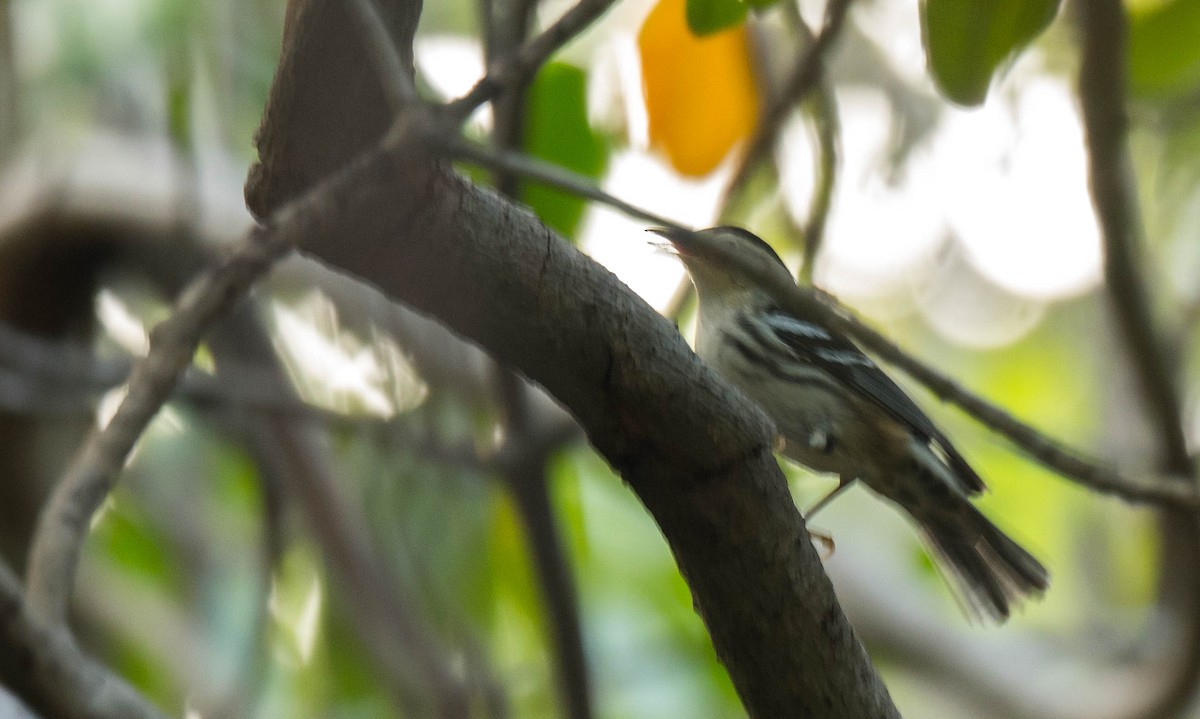 Black-and-white Warbler - ML350223391