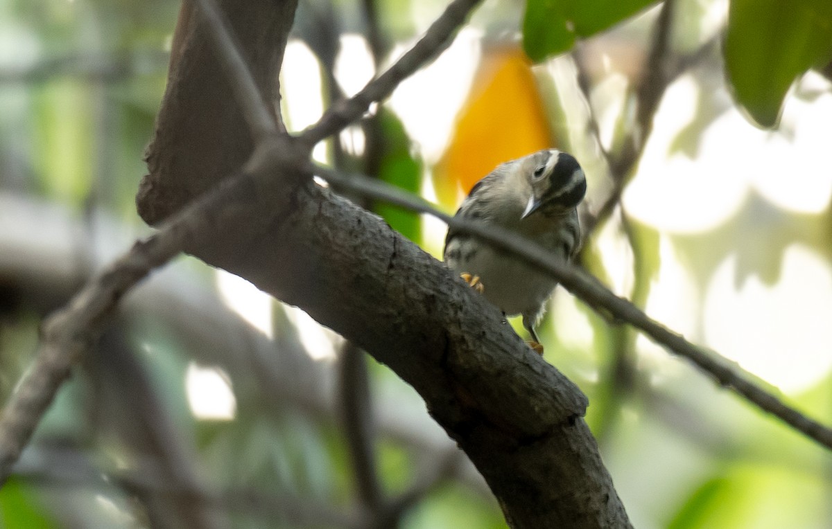 Black-and-white Warbler - ML350223561