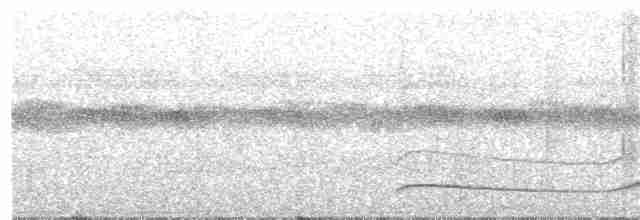 Dusky-tailed Flatbill - ML350224131
