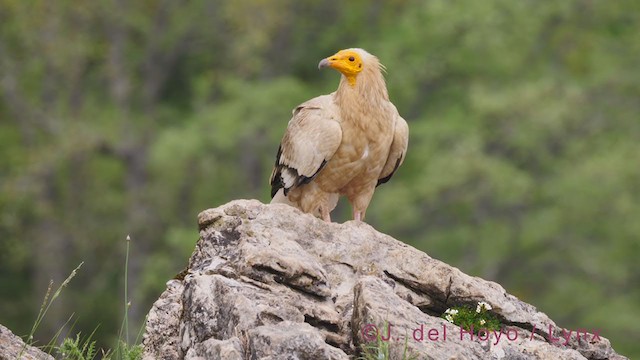 Egyptian Vulture - ML350226701