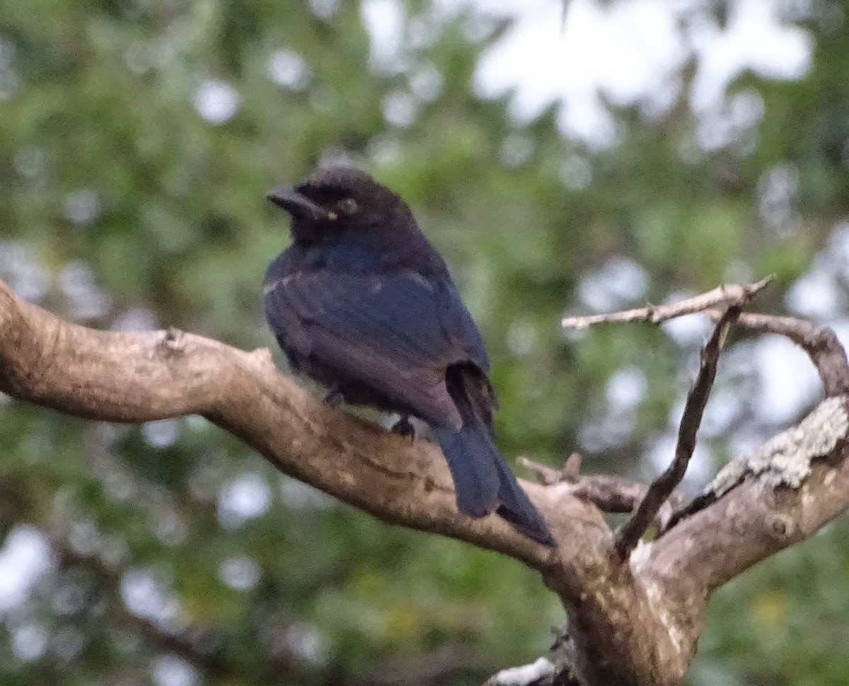 Fork-tailed Drongo - ML350227721