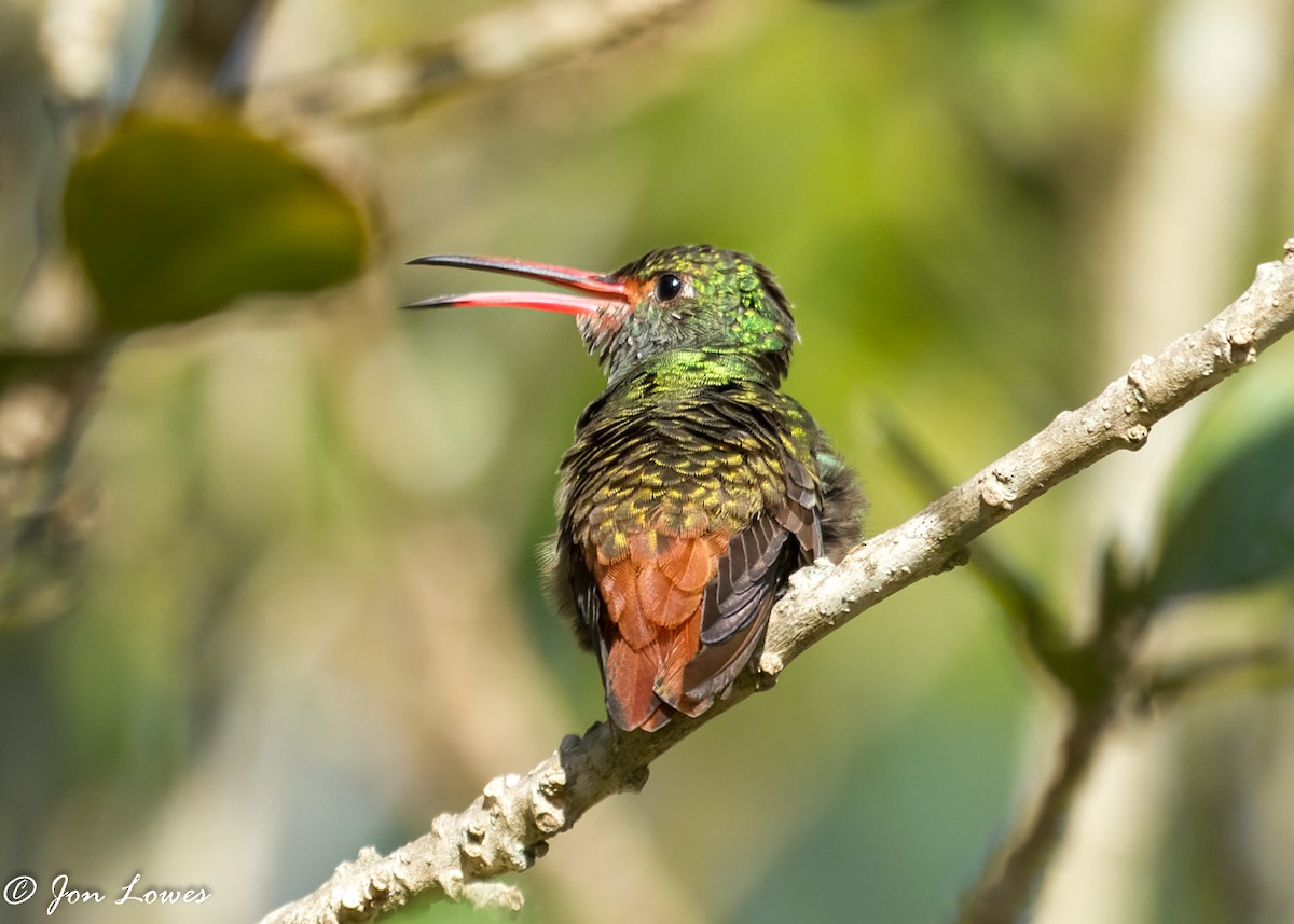 Rufous-tailed Hummingbird (Rufous-tailed) - Jon Lowes