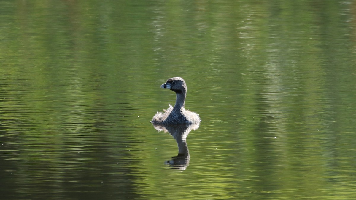 eBird Checklist 25 Jun 2021 Mission Trails Regional ParkKumeyaay