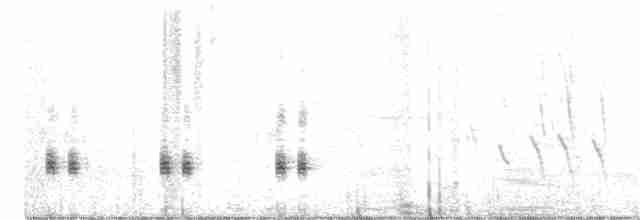 chřástal virginský (ssp. limicola/friedmanni) - ML350243481
