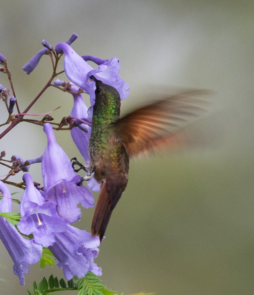 Berylline Hummingbird (Northern) - manuel grosselet