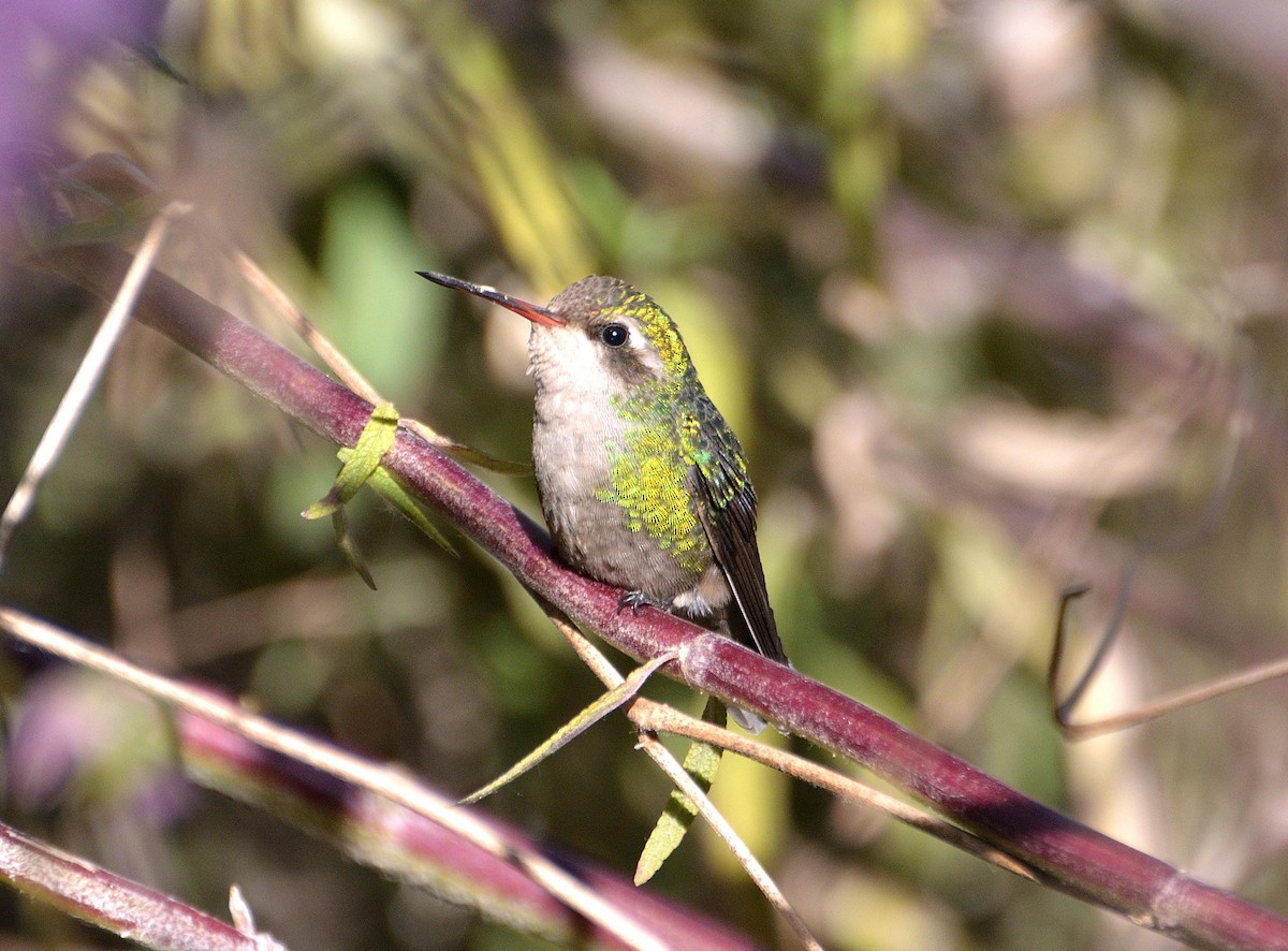 kolibřík lesklobřichý - ML350252421