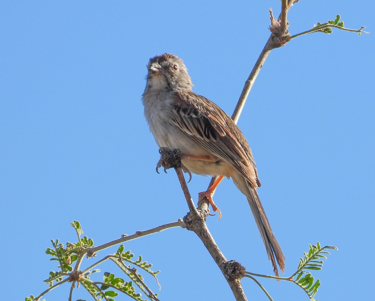 Rufous-winged Sparrow - ML350252931