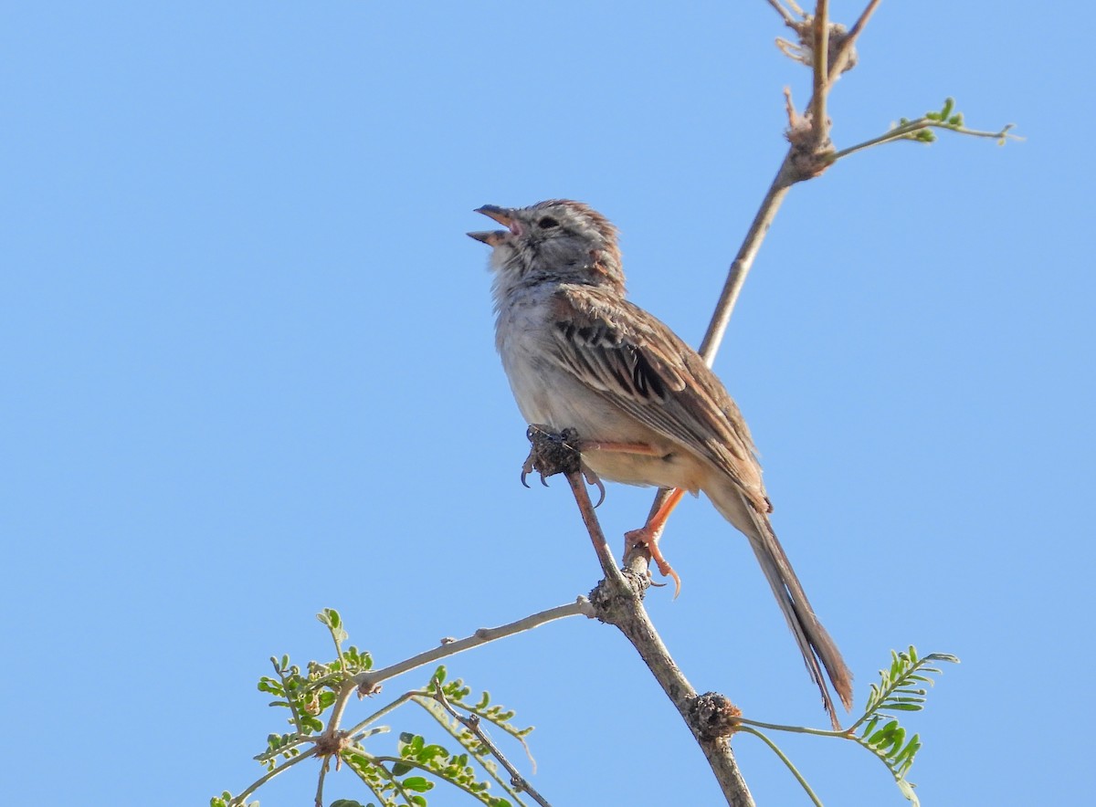 Rufous-winged Sparrow - ML350252941
