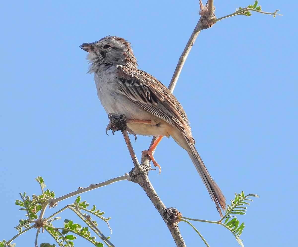 Rufous-winged Sparrow - ML350252951