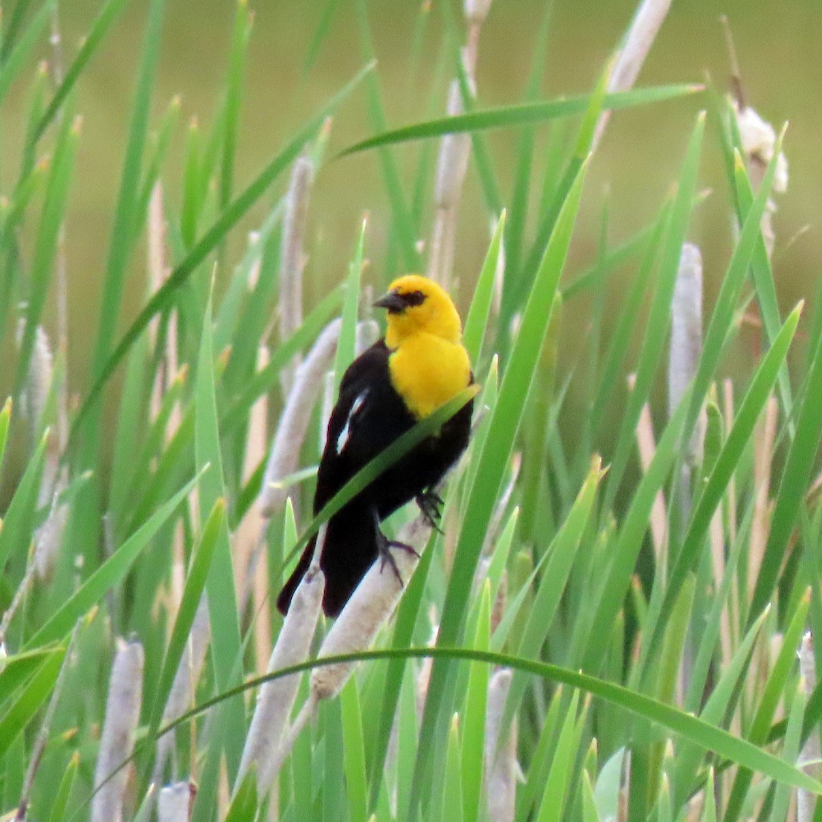 Yellow-headed Blackbird - ML350261011