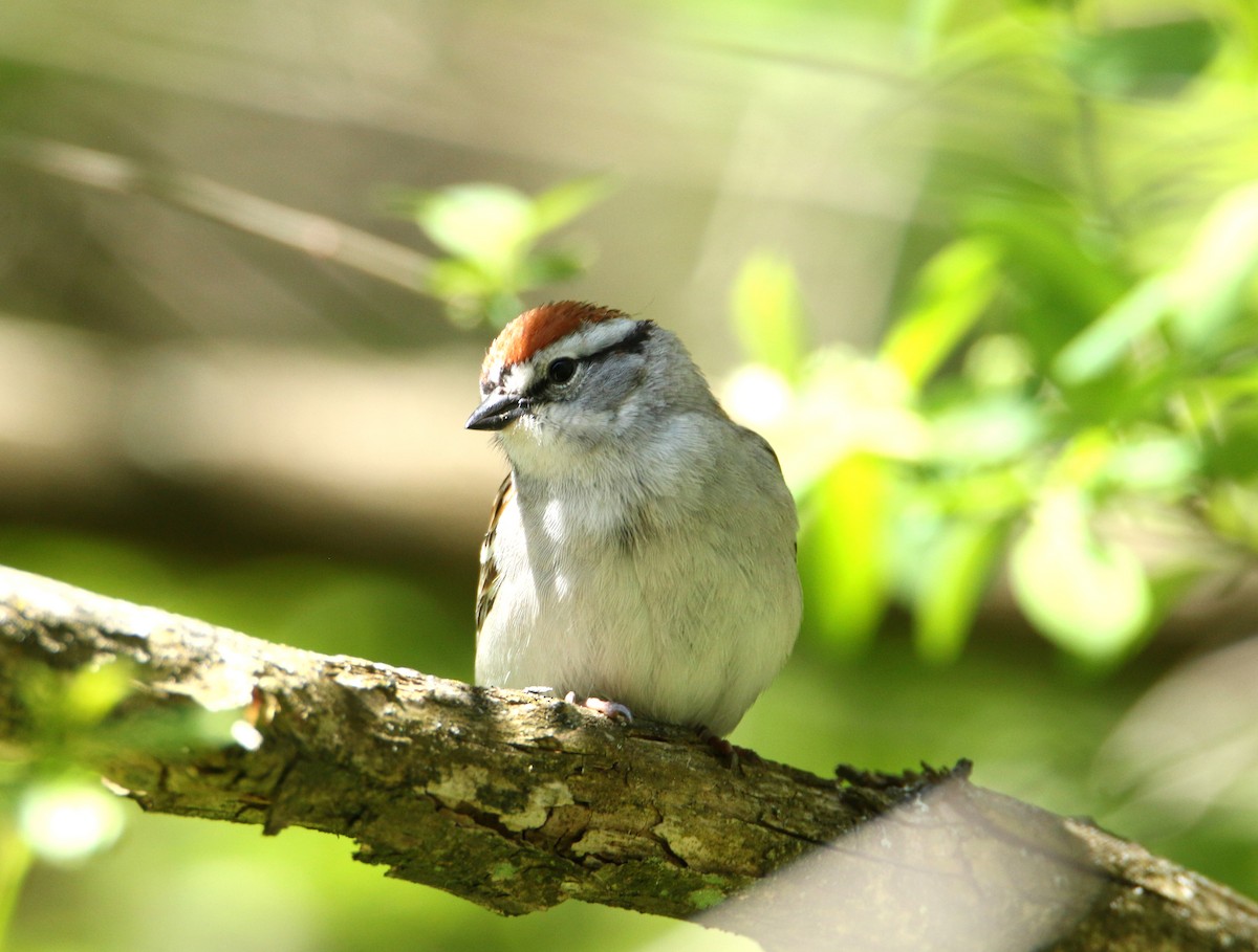 Chipping Sparrow - Michelle Emlin