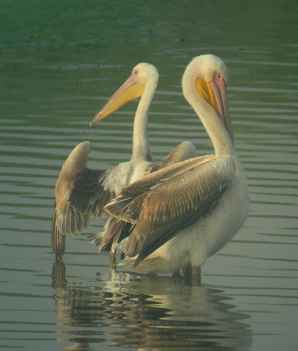 Great White Pelican - Anonymous
