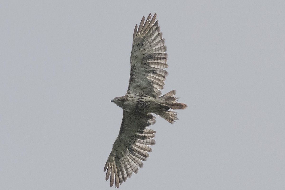 Red-tailed Hawk - ML350262021