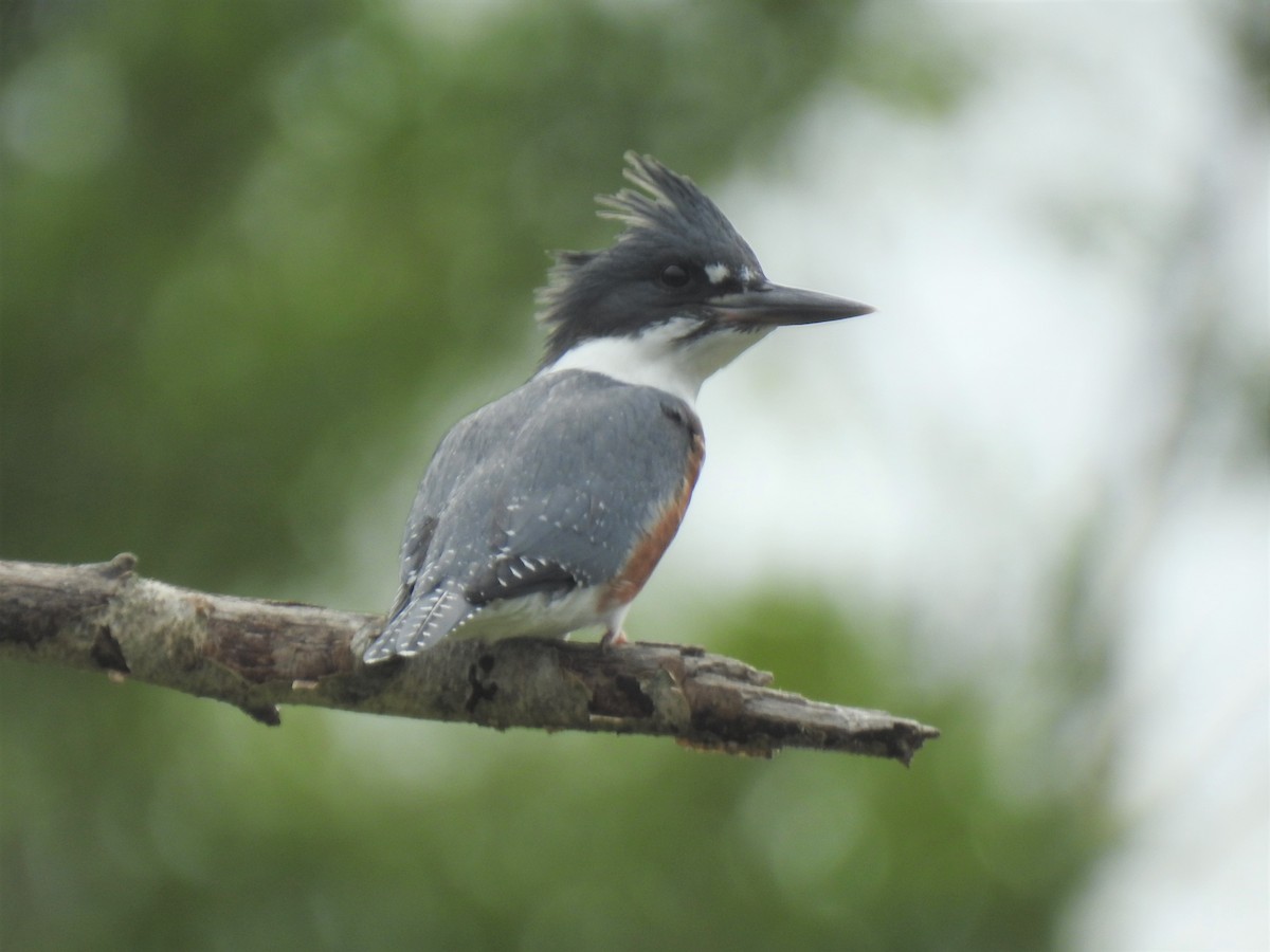 Belted Kingfisher - ML350262651