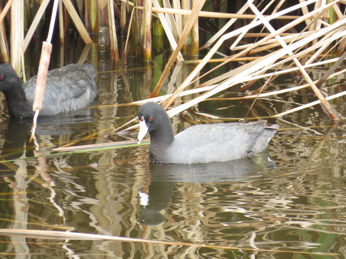 American Coot (Red-shielded) - ML35026551