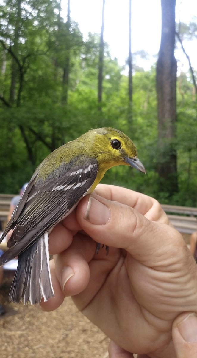 Yellow-throated Vireo - Quarry Hill Nature Center