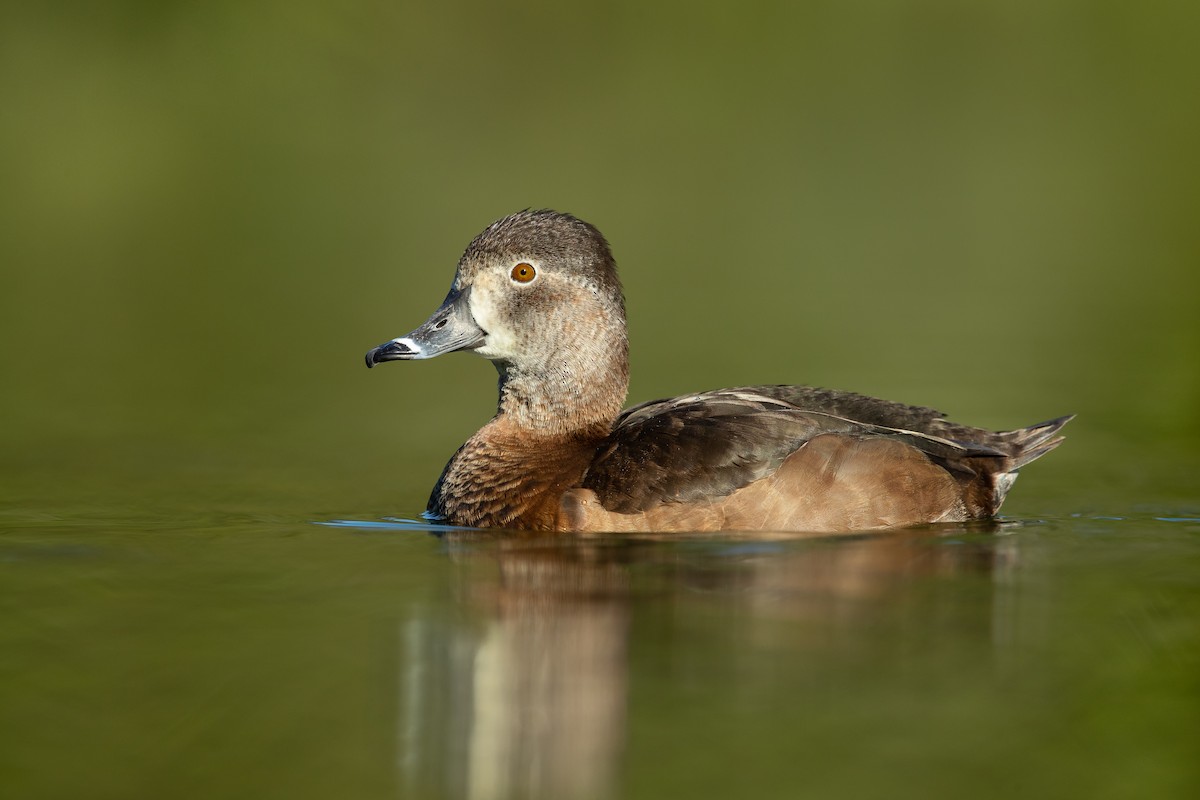 Ring-necked Duck - ML350270731