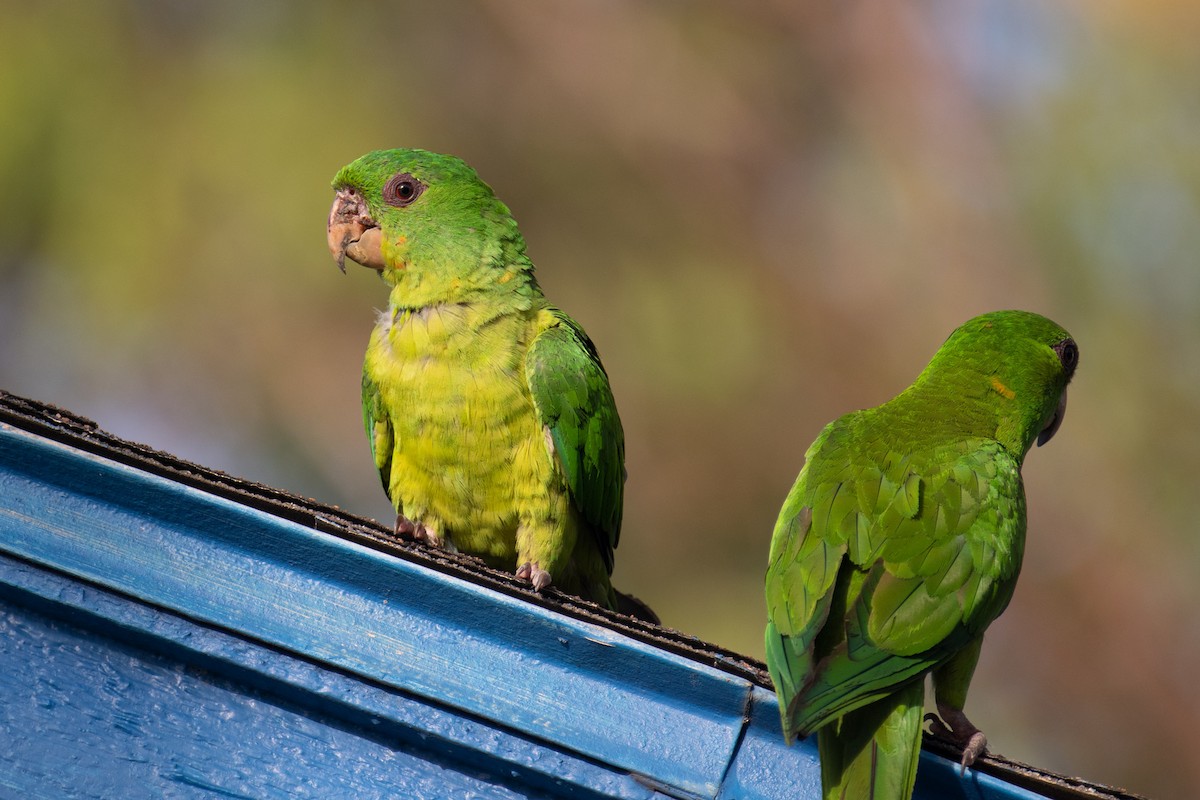 Green Parakeet - J Smith