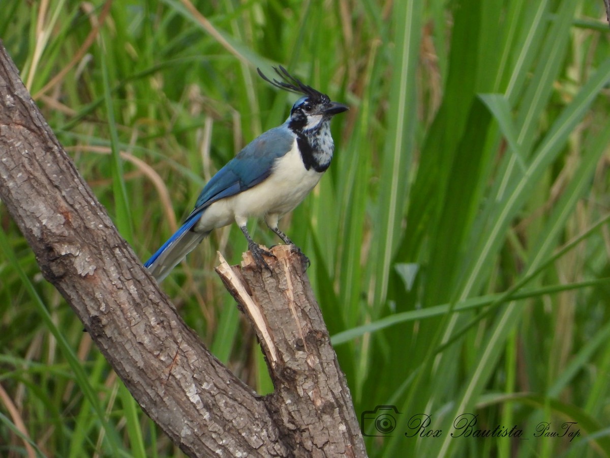 White-throated Magpie-Jay - ML350279211