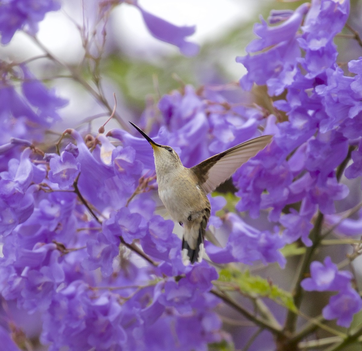 Black-chinned Hummingbird - Alison Hiers