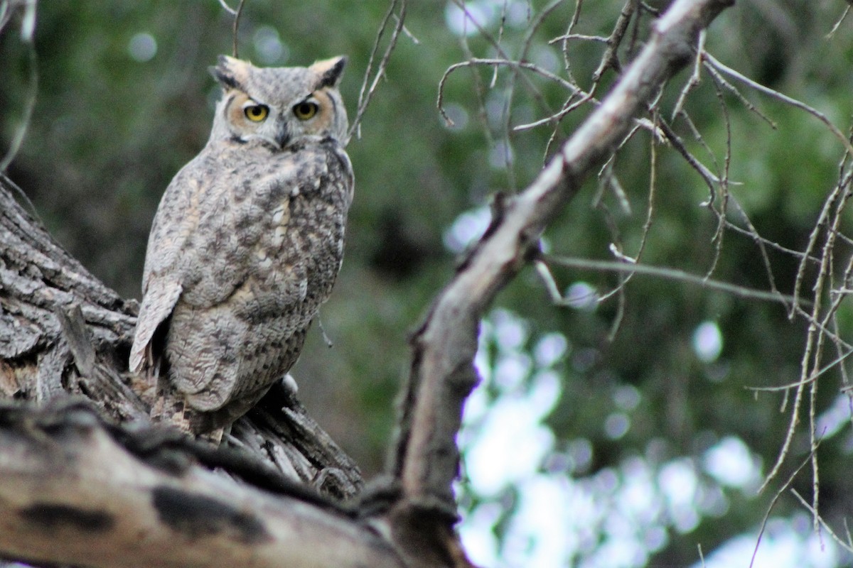 Great Horned Owl - ML35028701