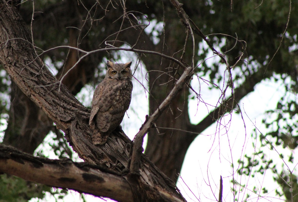 Great Horned Owl - ML35028721