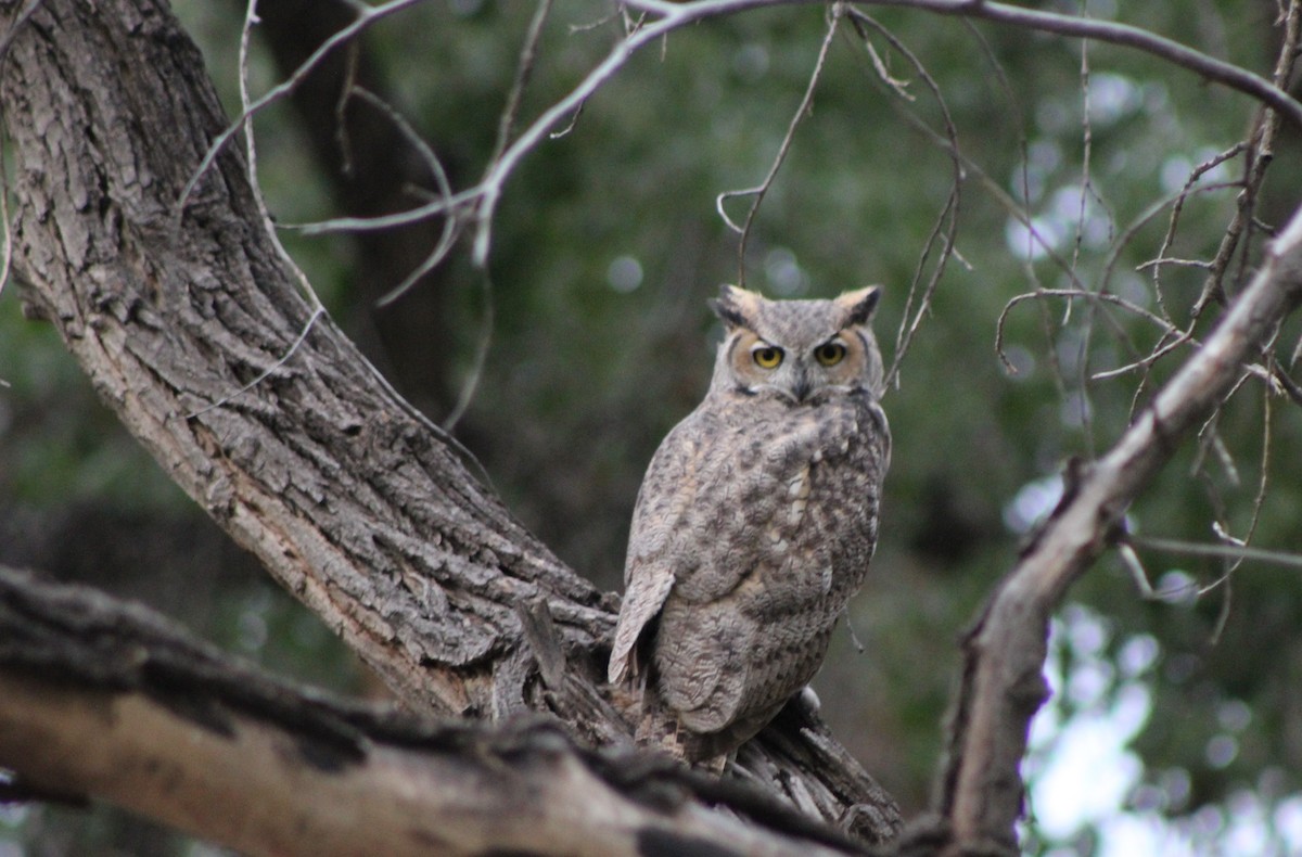 Great Horned Owl - David Lerwill