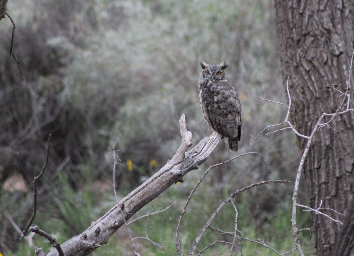 Great Horned Owl - ML35028751