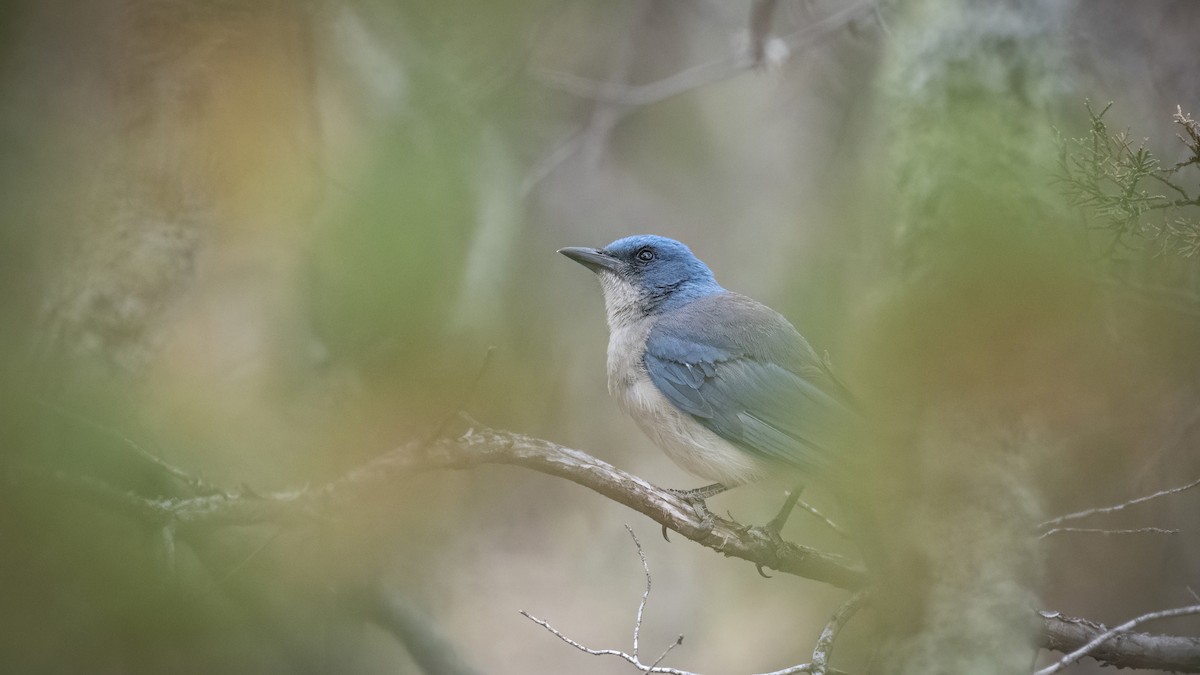Mexican Jay - ML350287821