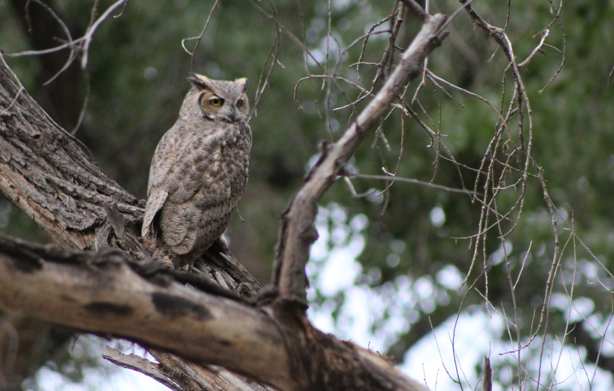 Great Horned Owl - ML35028801
