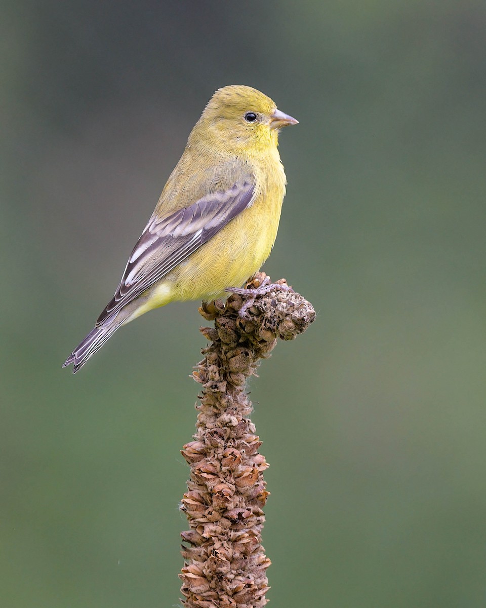 Lesser Goldfinch - Brian Peck