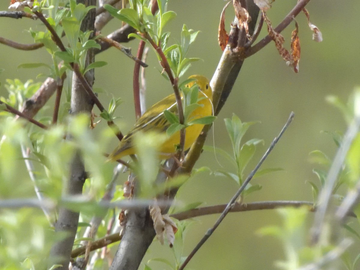 Yellow Warbler - ML350294191