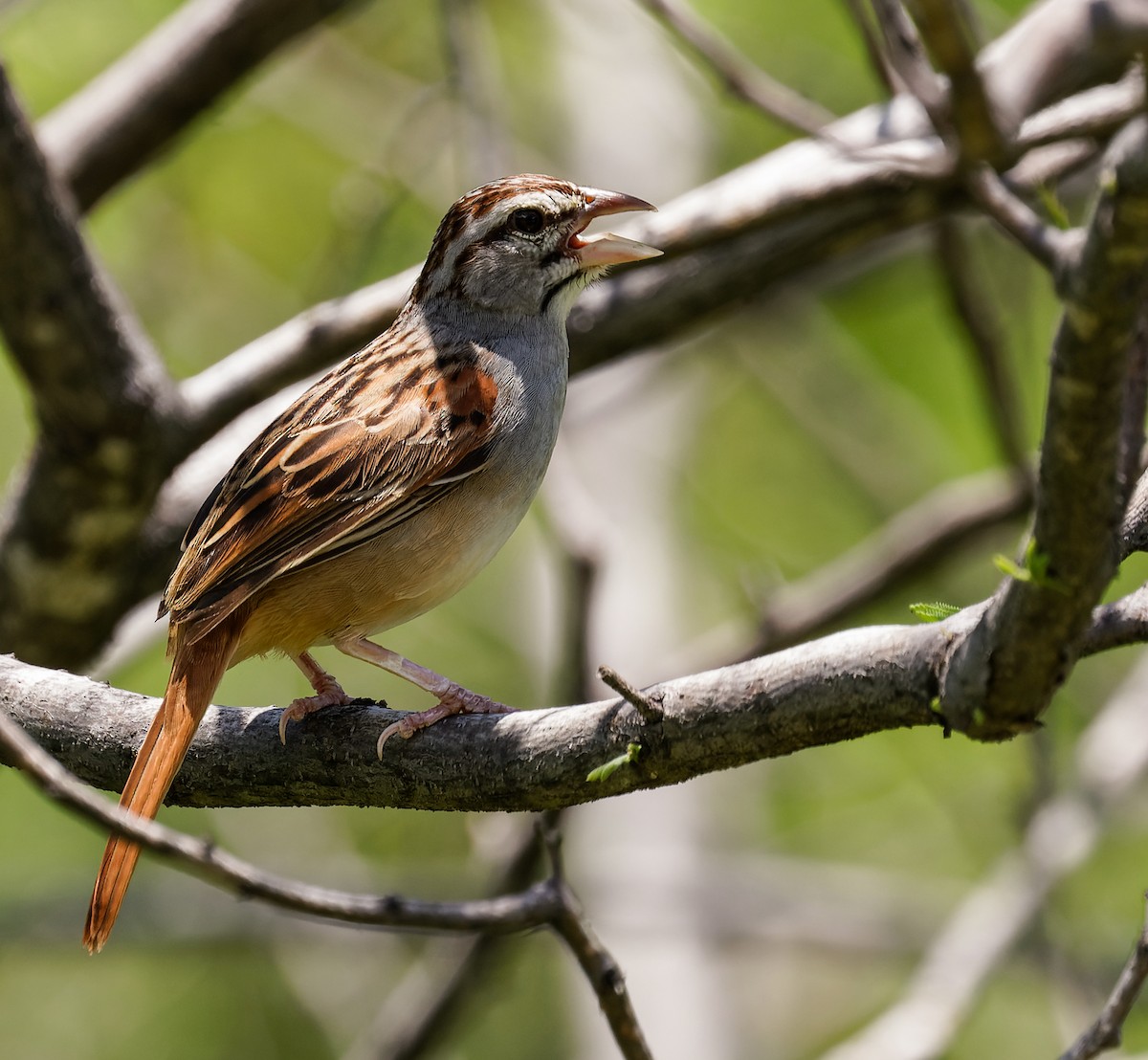 Cinnamon-tailed Sparrow - Hannah Willars 🦆