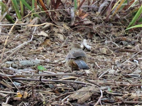 California Towhee - Lena Hayashi