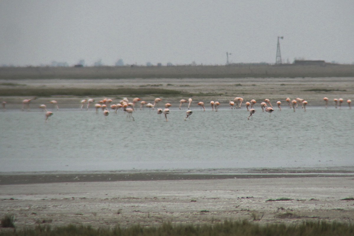 Andean Flamingo - ML350316821