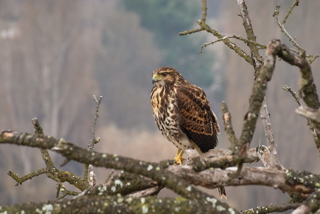 Identification - Chilean Hawk - Accipiter chilensis - Birds of the World